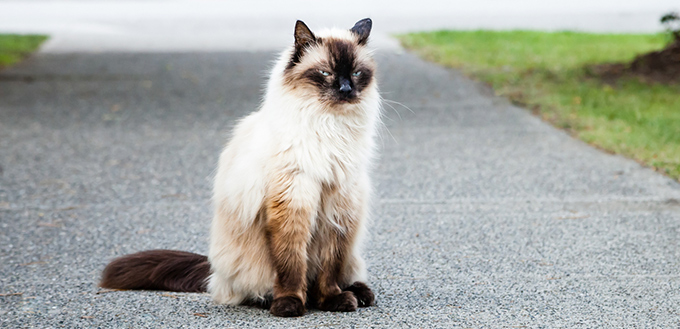 balinese cat