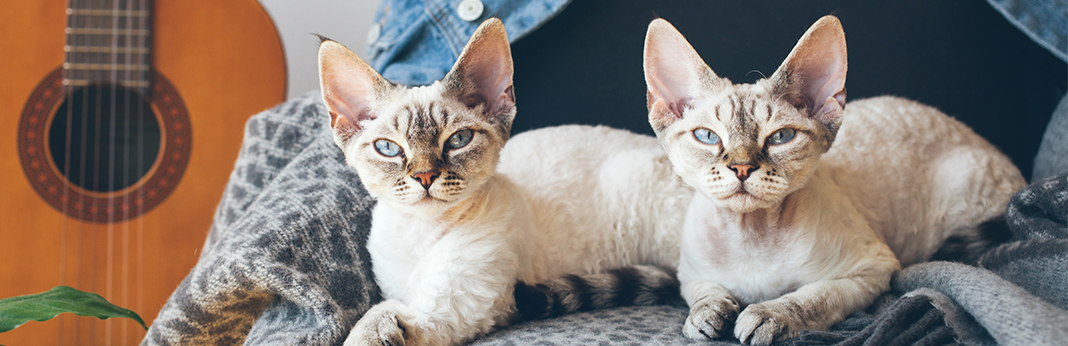 best-hypoallergenic-cat-breeds