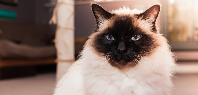 birman cat