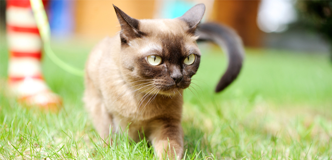 burmese cat