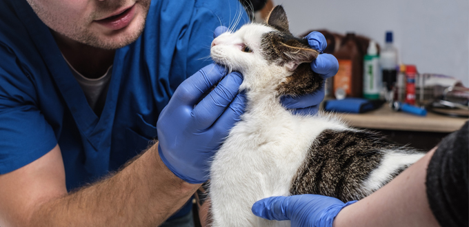 shampoo for cats with scabs