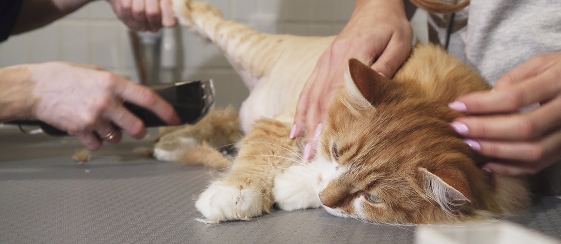 cat lying on the table being shaved by a vet