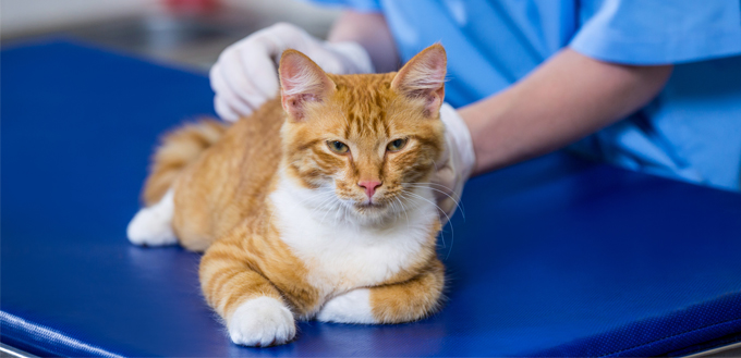 Scabs on Cats? What Causes Them and How 
