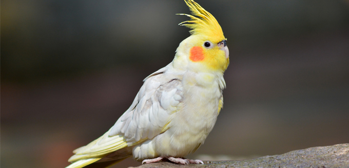 cockatiel