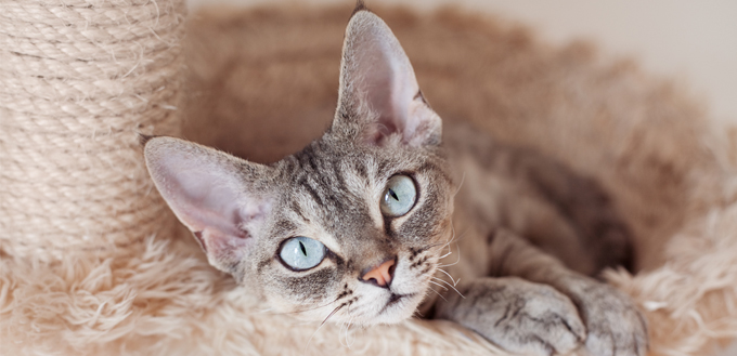 devon rex