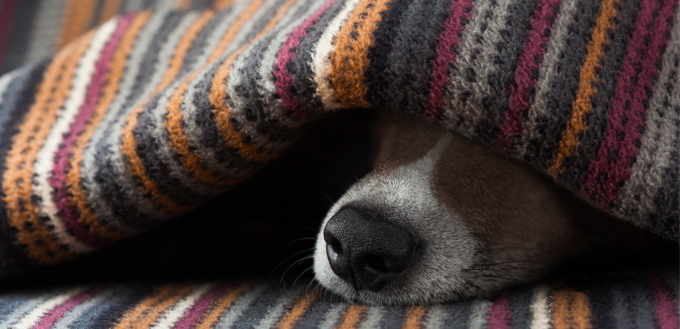 dog under blanket