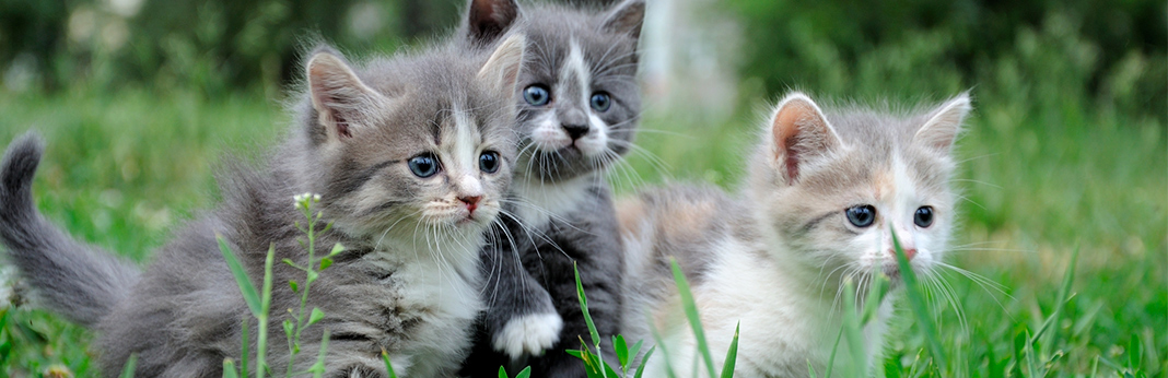 taming feral kittens