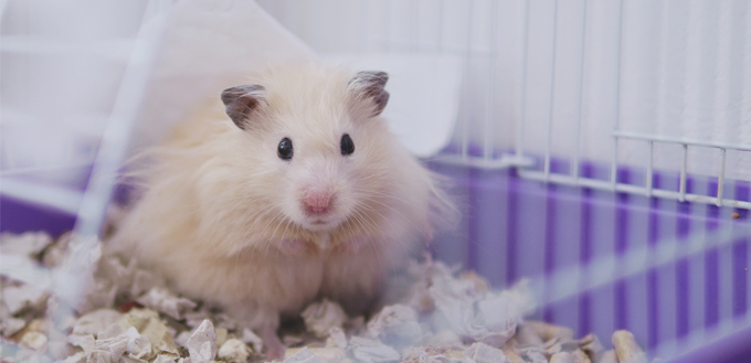 hamster with a wet tail