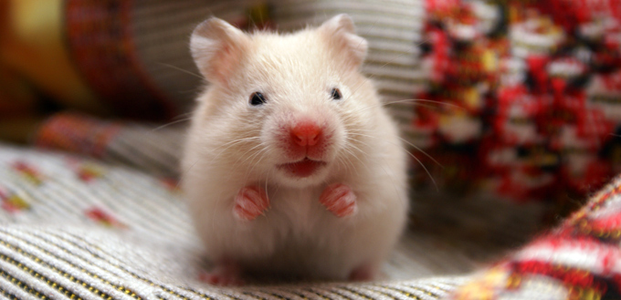 hamster