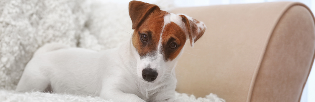 how to get dog hair out of blanket