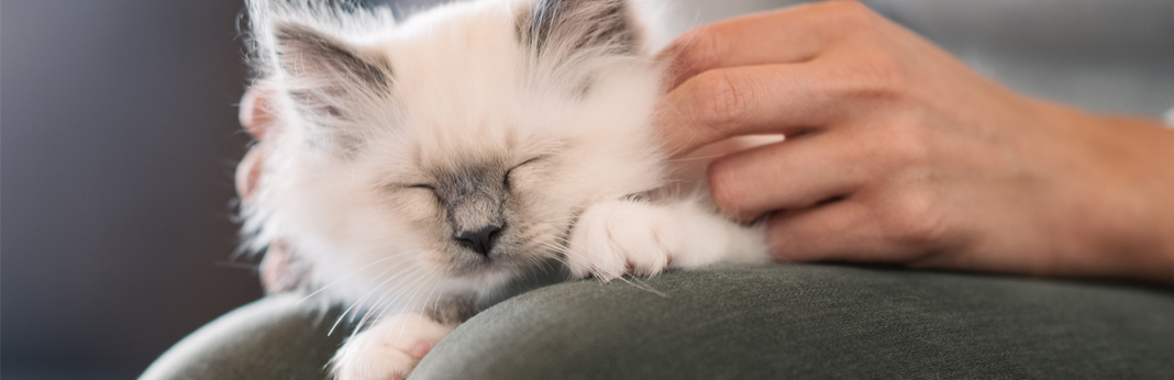 lap-cat