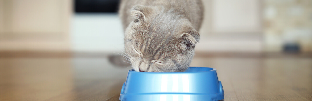 natural vs organic cat food