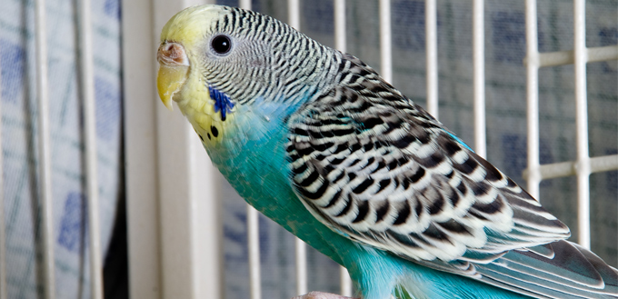 parakeet