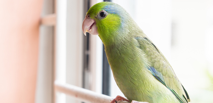 parrotlet