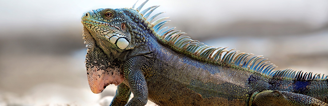 pet iguana things to consider before getting one