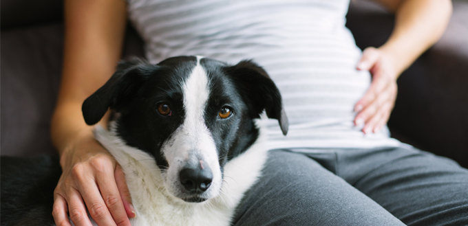 pregnant woman with a dog