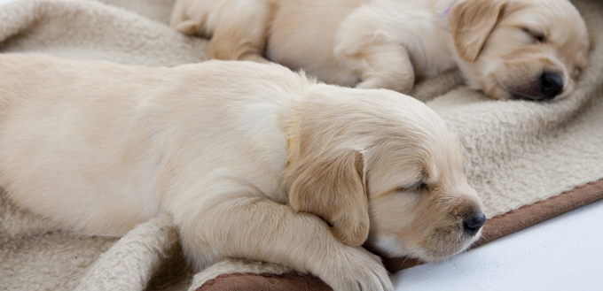 puppies on a blanket