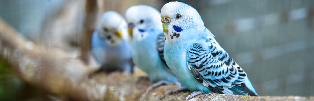 quiet pet birds