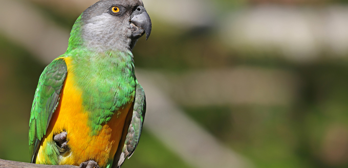 senegal parrot