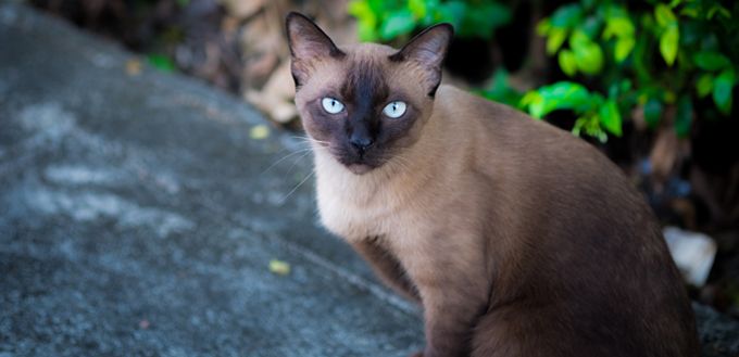 siamese cat