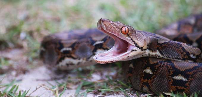 snake yawn