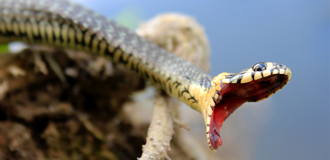 snake yawning