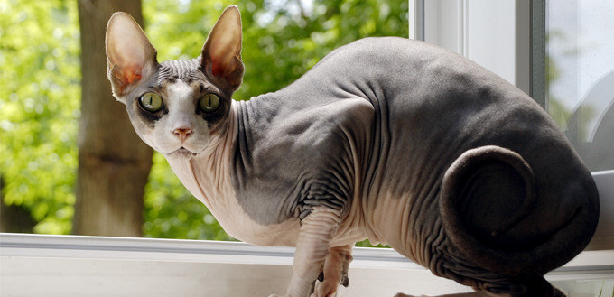 sphynx cat