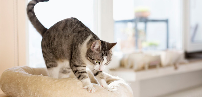 tabby cat kneading her cushion