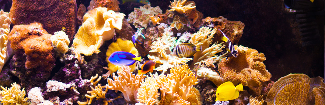 the ultimate guide to aquarium live and dry rock