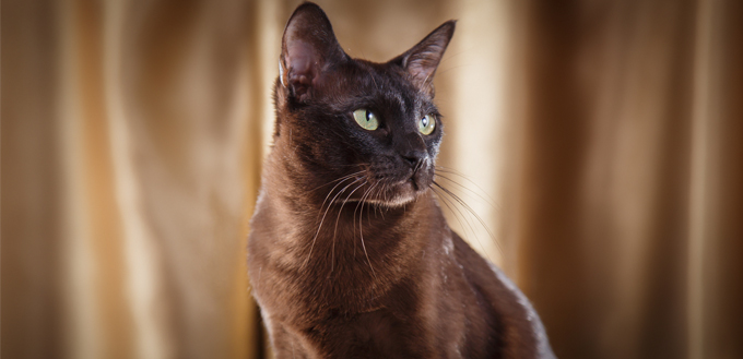 tonkinese cat