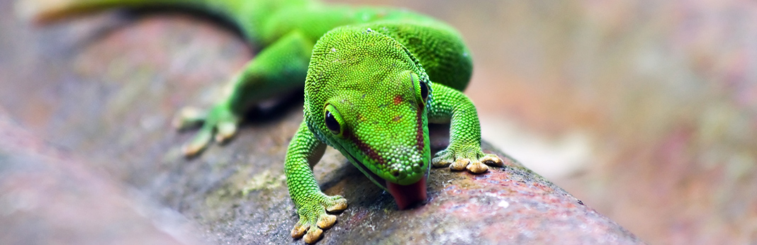 types of geckos that make great pets