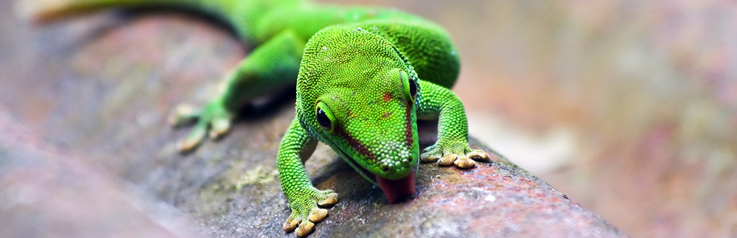 most active reptile pets