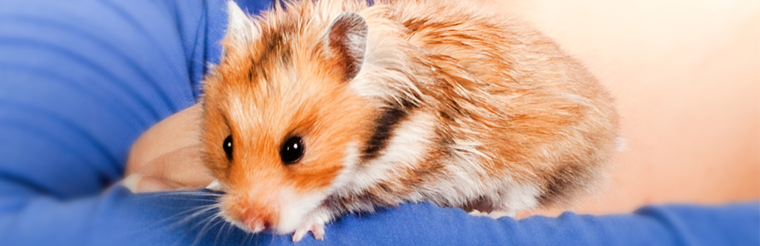 wet-tail-in-hamsters