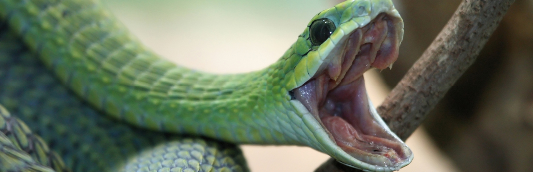 why do snakes yawn