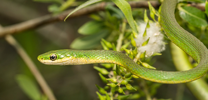 A Rough Green Snake