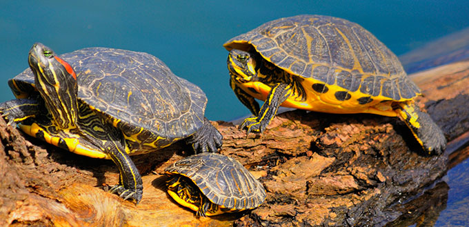 Aquatic Turtles