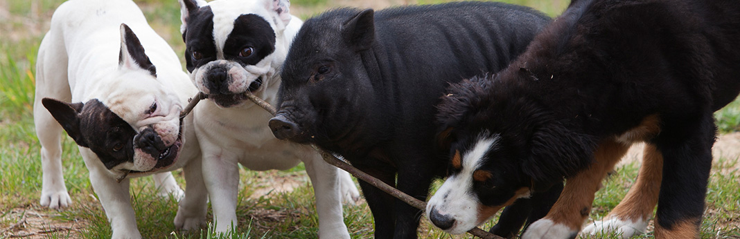 Are-Pigs-Smarter-Than-Dogs