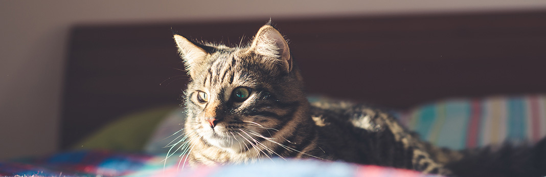 Can Cats Count? What You Need to Know | My Pet Needs That