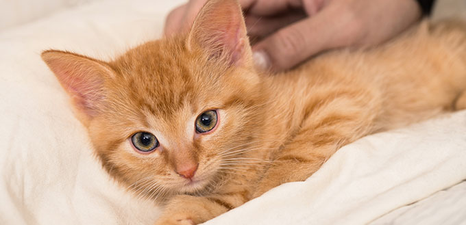 Cute Ginger Kitten