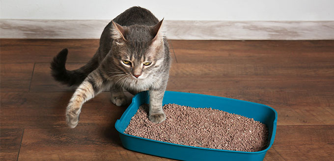 Cute cat in plastic litter box