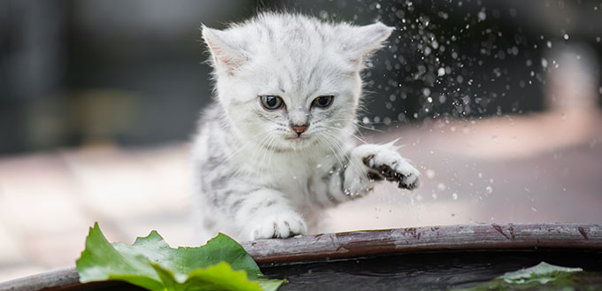 Cute kitten shakes