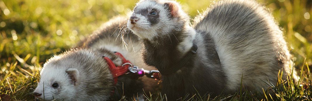 Ferret Care & Facts How to Take Care of a Ferret