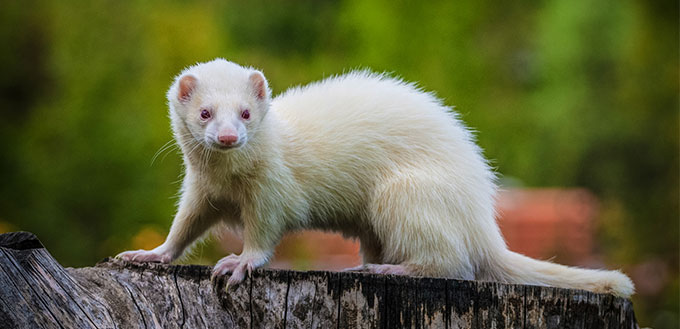 Ferret