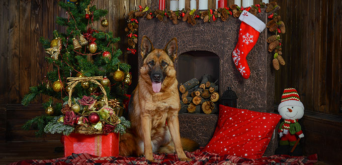 German shepherd dog for Christmas