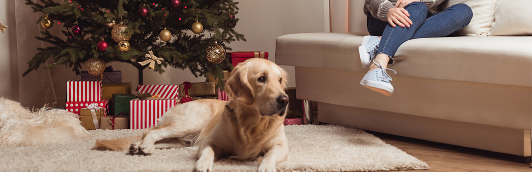 How to Keep Dog Away from Christmas Tree