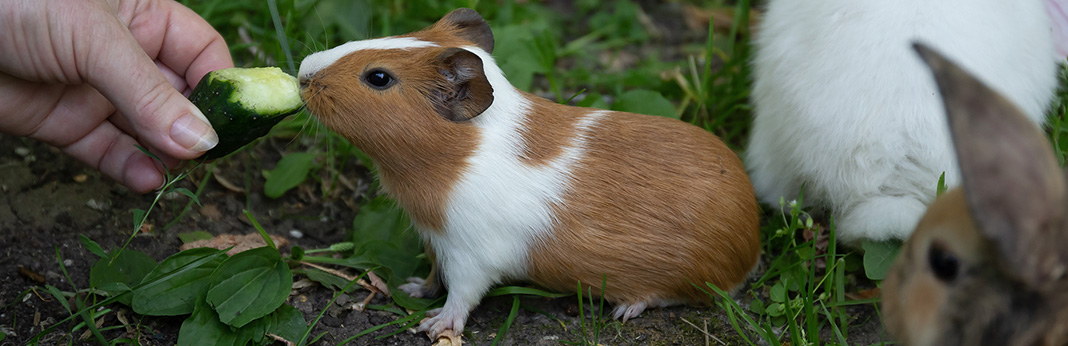 How to Treat a Constipated Guinea Pig