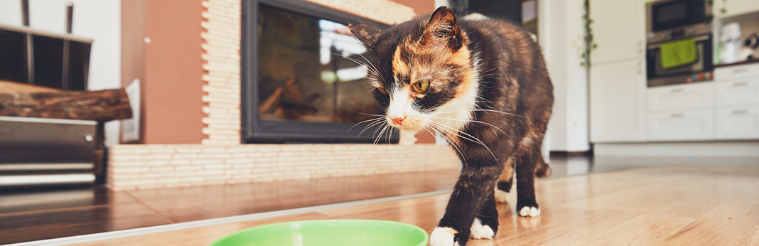 Is Organic Cat Food Better For My Cat