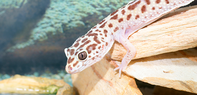 Leopard gecko