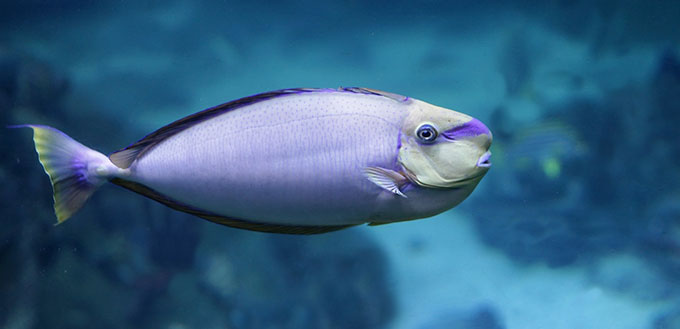 Purple fish