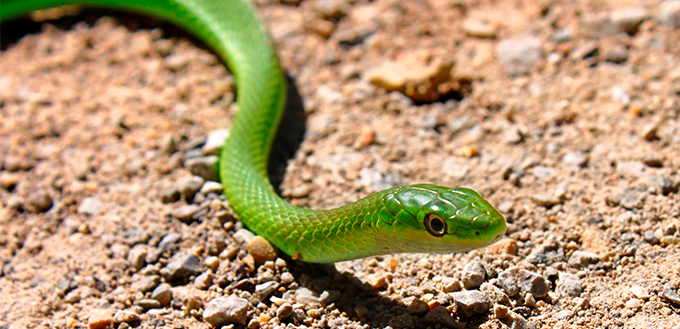 Rough Green Snake